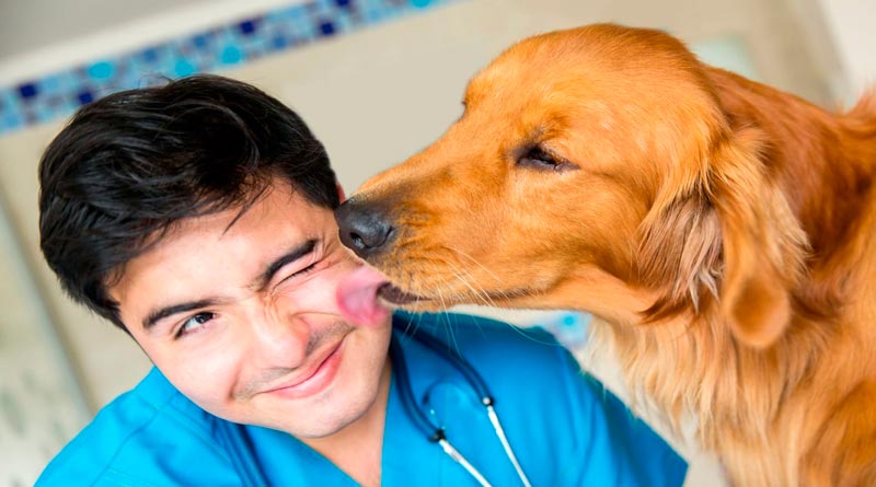 Диплом ветеринара Диплом ветеринара